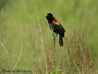 Red-winged Blackbird May 07 Field Trip 054 